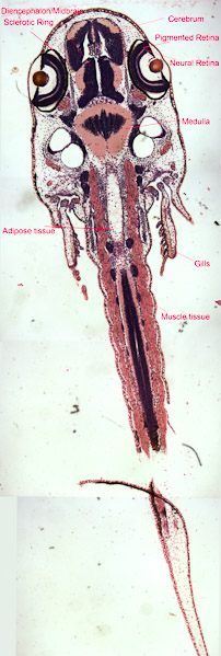 Specimen: Triturus larva #5507  /  Microscope: Leica DM500 