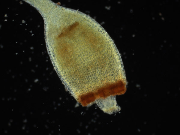 Specimen: Moss capsule, RRP 3/29/11  /  Microscope: ZeissAxioimagerA1 