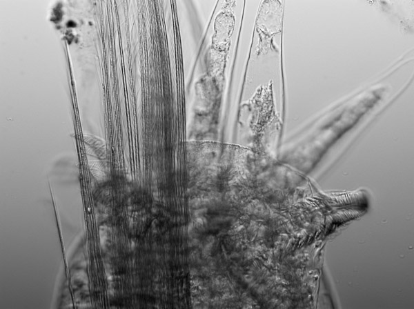 Specimen: Phantom midge larva posterior end Chaoborus sp), Coal Mine Ridge 4/11/11  /  Microscope: Nikon Eclipse 80i 