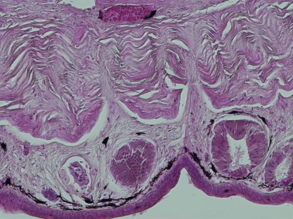 Specimen: Frog Skin, Colchicine vert sec, Carolina 1-19 6 microns Bouin H&E  /  Microscope: Nikon Eclipse 80i 