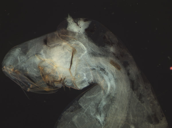 Specimen: Phantom midge larva head Chaoborus sp), Coal Mine Ridge 4/11/11  /  Microscope: Nikon Eclipse 80i 