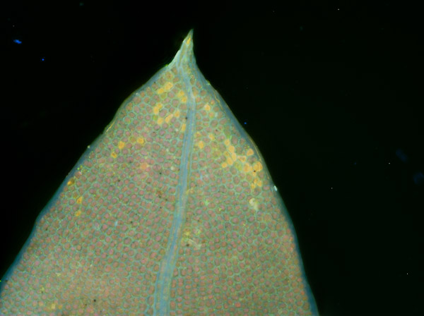 Specimen: Fern leaf, RRP  /  Microscope: Nikon Eclipse 80i 