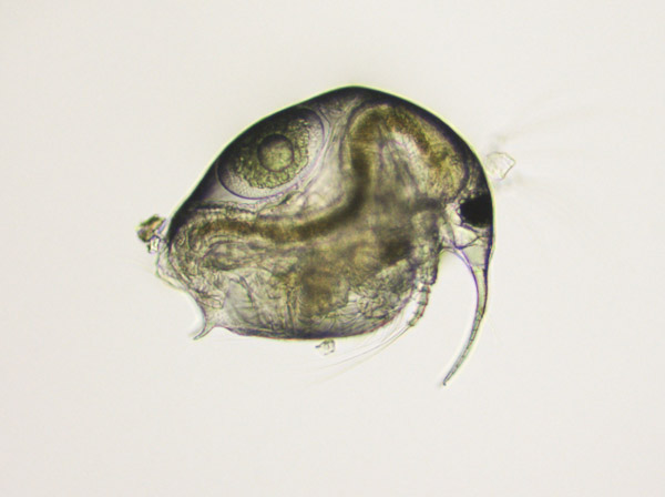 Specimen: Bosmia (water flea), Montclair Pond  /  Microscope: Leica DM500 