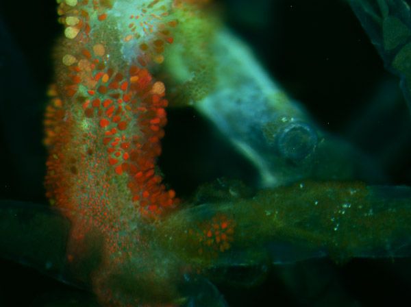 Specimen: Seaweed ball, Salinas River NWR  /  Microscope: Nikon Eclipse 80i  