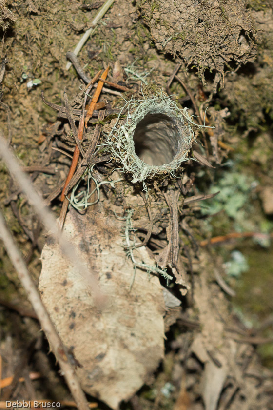 Turret with lichen 09/25/13