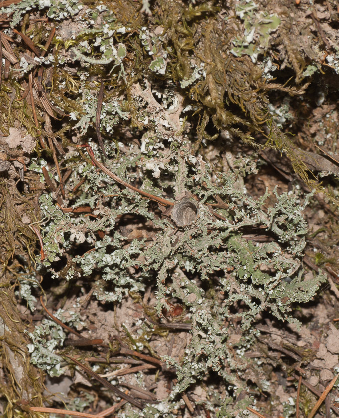 Turret spider's use of lichen 08/10/12